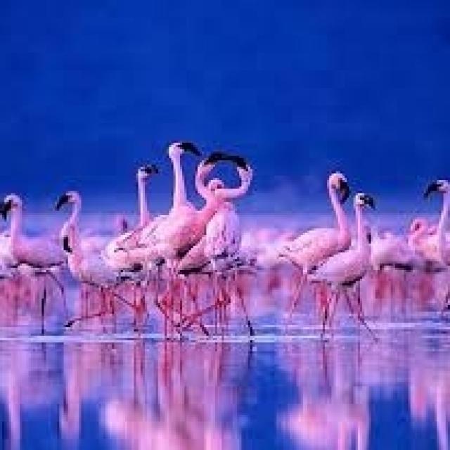 Фломинго. Фламинго и петух на ходулях. Фламинго фото Эстетика. Вышивка розовый Фламинго.