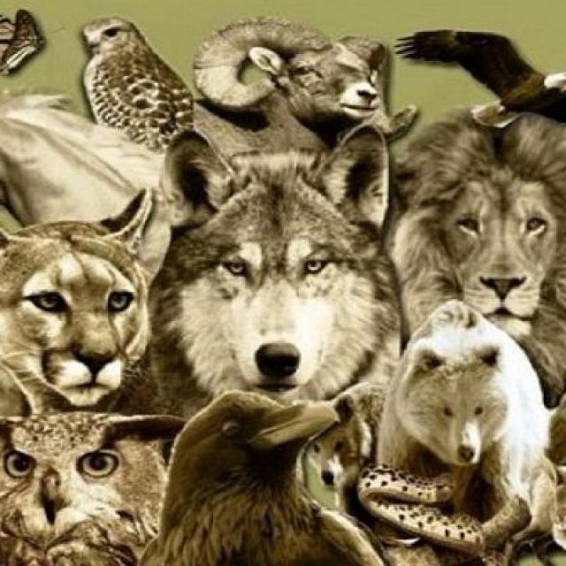 Podcast d'Yvan Poirier- 03-10-2017 après vie des animaux.