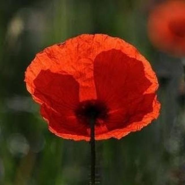 Quand la nature prend la parole, avec S. Ptitsa (auteure) et N. Baptista (communicatrice animale)