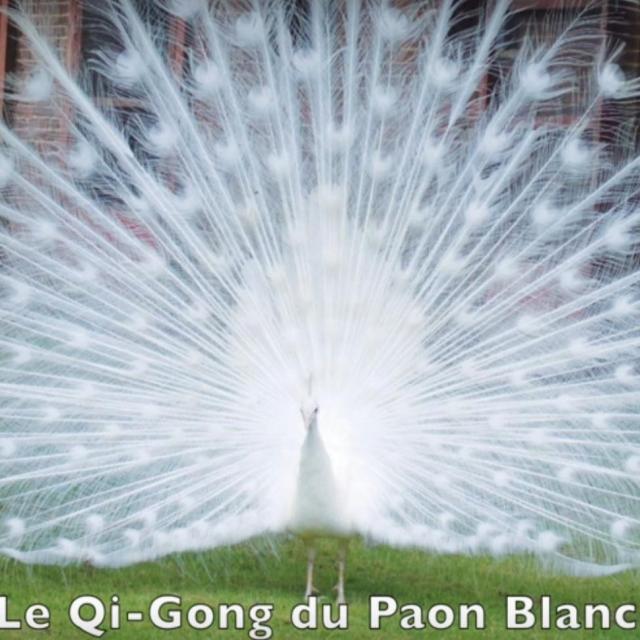 Le 08 01 2016 Yann Lipnick Le Qi-Gong du Paon Blanc.